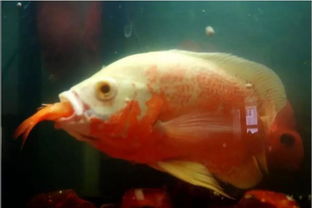 關于魚的美食作文的開頭