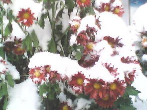 今冬,作文,一場雪,開頭