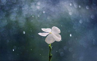 描寫(xiě)景物的古風(fēng)作文開(kāi)頭