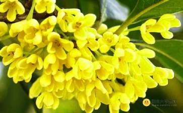 關于寫桂花友情的作文開頭