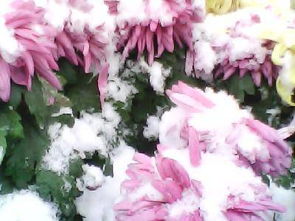 今冬的第一場雪作文500字,今冬的第一場雪作文400字,今冬的第一場雪作文結(jié)尾