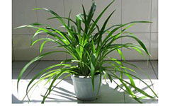 寫關(guān)于吊蘭開頭的作文