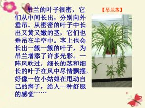 植物王國(guó)的奧秘作文開(kāi)頭