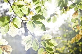 陽光的日子作文開頭結尾