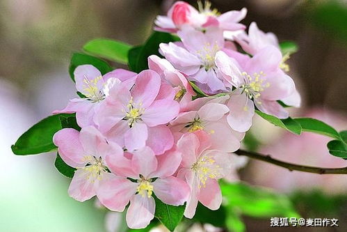 關(guān)于春天寫(xiě)人的作文開(kāi)頭怎么寫(xiě)