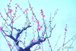 片段作文260字公園里的花千姿百態(tài)為開頭