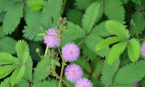 含羞草開頭作文