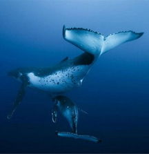 關(guān)于鯨魚的故事作文開頭