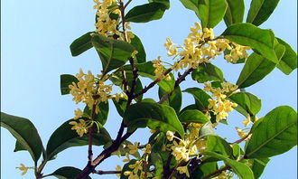 校園的樹(shù)作文300字開(kāi)頭