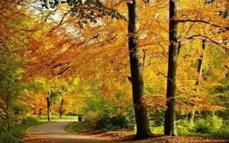 以好一片秋景為開(kāi)頭寫小作文