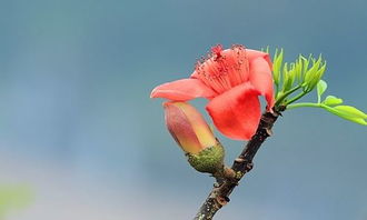 木棉樹作文300字三年級,寫木棉樹的作文300字,木棉樹作文300字春夏秋冬