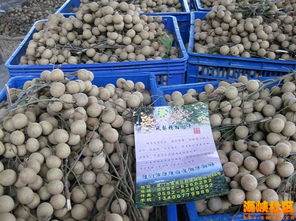 福建廈門土特產(chǎn)有哪些(海南最值得購(gòu)買的土特產(chǎn))