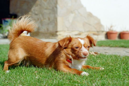 寫狗樣子的作文開頭