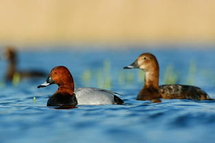紅頭潛鴨(紅頭鴨煲湯的做法)