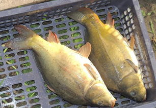 冷水魚(yú)的養(yǎng)殖方法(冷水魚(yú)的養(yǎng)殖技術(shù))