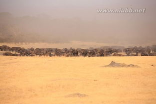 關于一次難忘的經(jīng)歷作文開頭結(jié)尾