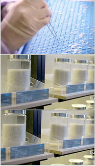 食品研發(fā)實結(jié)(公司研發(fā)部實結(jié))