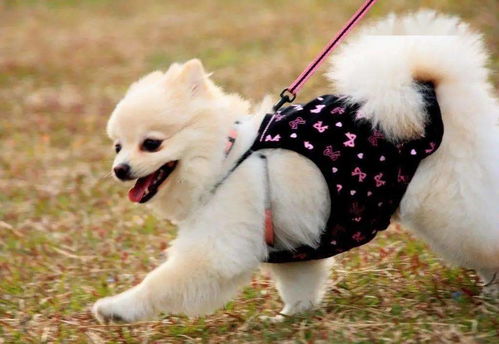 小狗作文開頭結(jié)尾呼應(yīng)大全