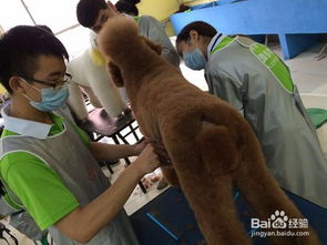 專業(yè)寵物美容機構美容步驟(專業(yè)寵物美容機構美容步驟)