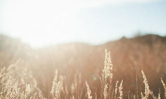 生活中的美作文開頭400字