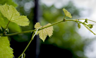 寫關(guān)于約定的作文開(kāi)頭怎么寫