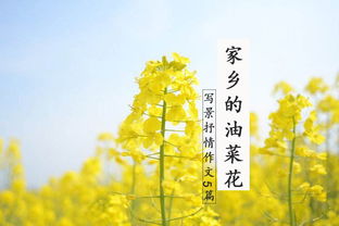 介紹家鄉(xiāng)特產(chǎn)的作文開頭