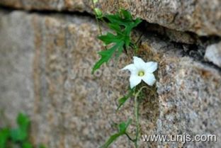 感悟生命作文開頭怎樣寫