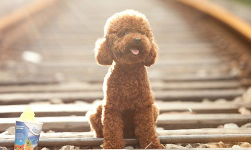 泰迪狗作文開頭