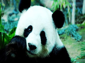 國(guó)寶大熊貓400字作文開頭怎么寫