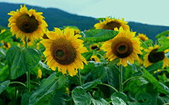 最美的風景作文開頭太陽花