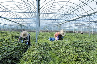 蔬菜基地作文(熱鬧的蔬菜基地作文400字)