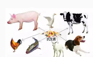 我國抗生素濫用現狀及其對策(我國抗生素濫用現狀及其對策)