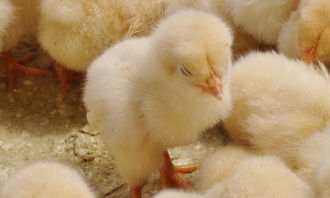 小雞作文開頭怎么寫作文