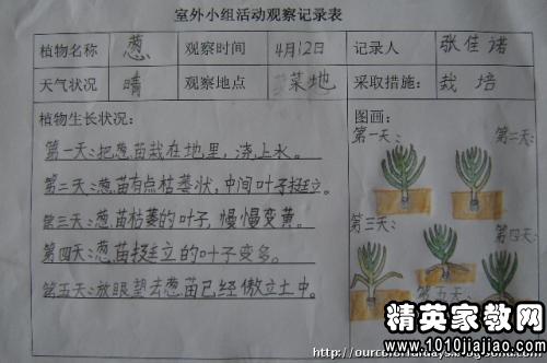 觀察植物寫研究報告(觀察植物寫研究報告)