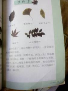 怎么寫關于樹葉的作文開頭怎么寫