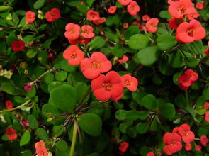 關(guān)于虎刺梅作文的開頭散文