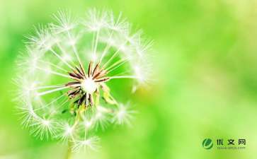 關于蒲公英的作文范文(關于蒲公英的作文范文)