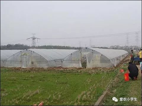 淺談設施農(nóng)業(yè)如何安全合理使用農(nóng)藥(如何合理使用音響)