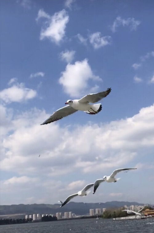 感謝小學的同學作文開頭結尾