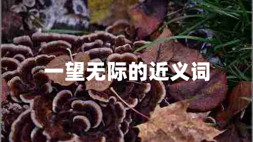 一望無際的近義詞