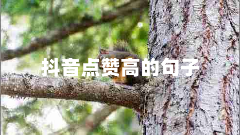抖音點(diǎn)贊高的句子