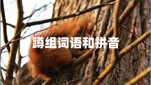 蹲組詞語(yǔ)和拼音