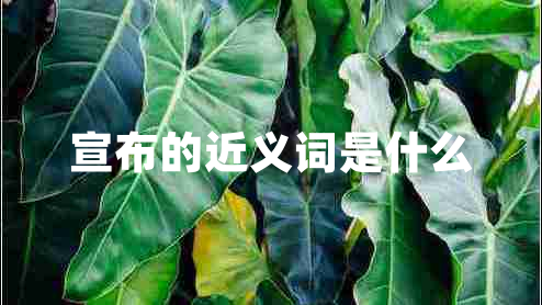 宣布的近義詞是什么