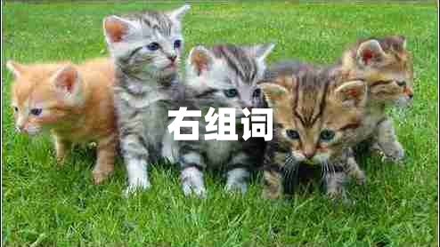 右組詞