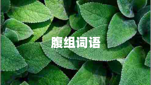 腹組詞語(yǔ) 腹組詞語(yǔ)