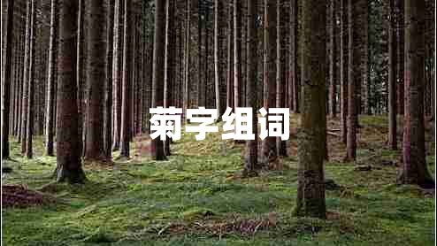 菊字組詞 菊字組詞