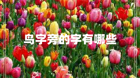 鳥(niǎo)字旁的字有哪些