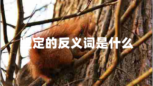 堅定的反義詞是什么 堅定的反義詞是什么