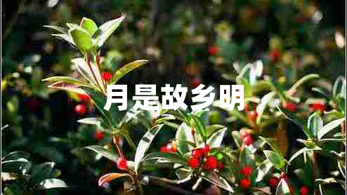 月是故鄉(xiāng)明