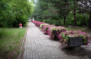 校園的小花壇作文100